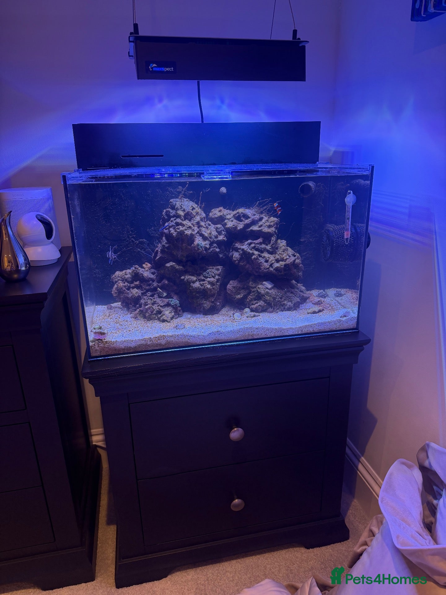 Other/Mixed Breed fish marine fish tank - Advert 6