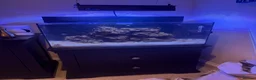 Other/Mixed Breed fish for sale: marine fish tank in Abingdon - Advert 1