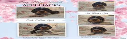 Cocker Spaniel dogs for sale: Roan Cocker Spaniel Puppies for Sale - Advert 4