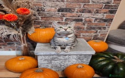 Mixed Breed cats for sale: Cute Bengal mix Kittens looking for loving homes🐱 - Image 8