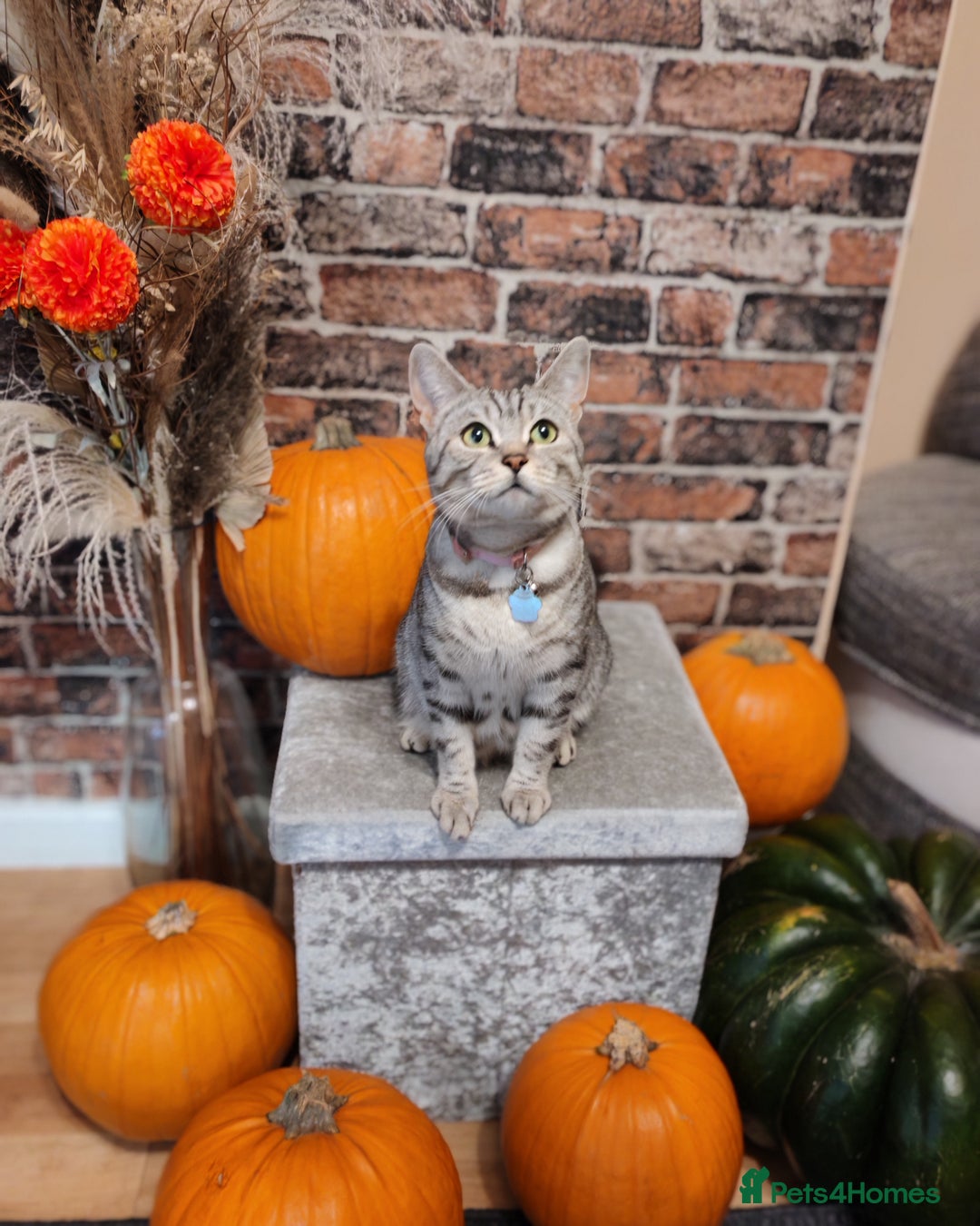 Mixed Breed cats for sale: Cute Bengal mix Kittens looking for loving homes🐱 - Image 8