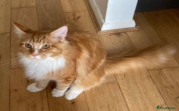 Maine Coon cats for sale: Ginger Maine coon - Image 4