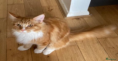 Maine Coon cats - Advert 4