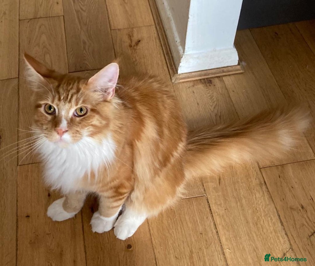 Maine Coon cats for sale: Ginger Maine coon - Image 4
