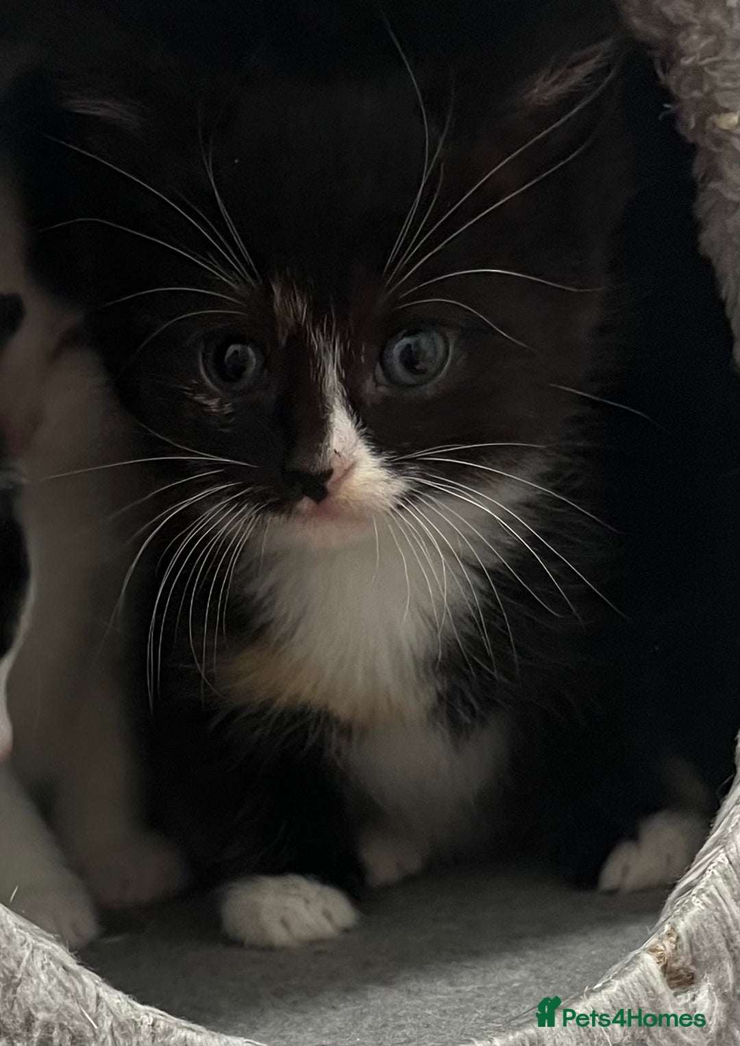 Mixed Breed cats for sale: A Surprise Litter. Dot’s first and last!  - Advert 19