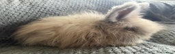 Angora rabbits for sale: Full Faced English Angoras - Advert 7