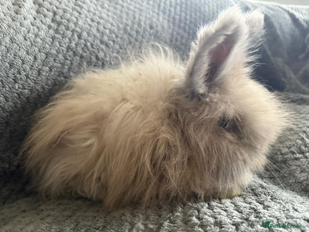 Angora rabbits for sale: Full Faced English Angoras - Advert 7