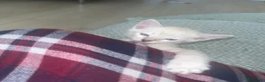 Leo | Light Blue Collar | Snow Lynx