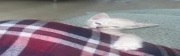 Bengal cats for sale: Snow Bengal Kittens For Sale Lynx & Charcoal Mink - Advert 16