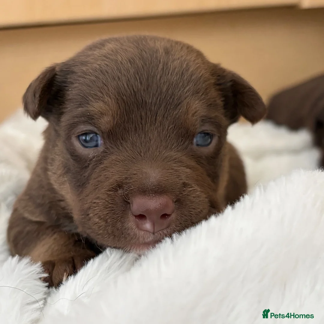 Mixed Breed dogs for sale: Bullpats  - Advert 7