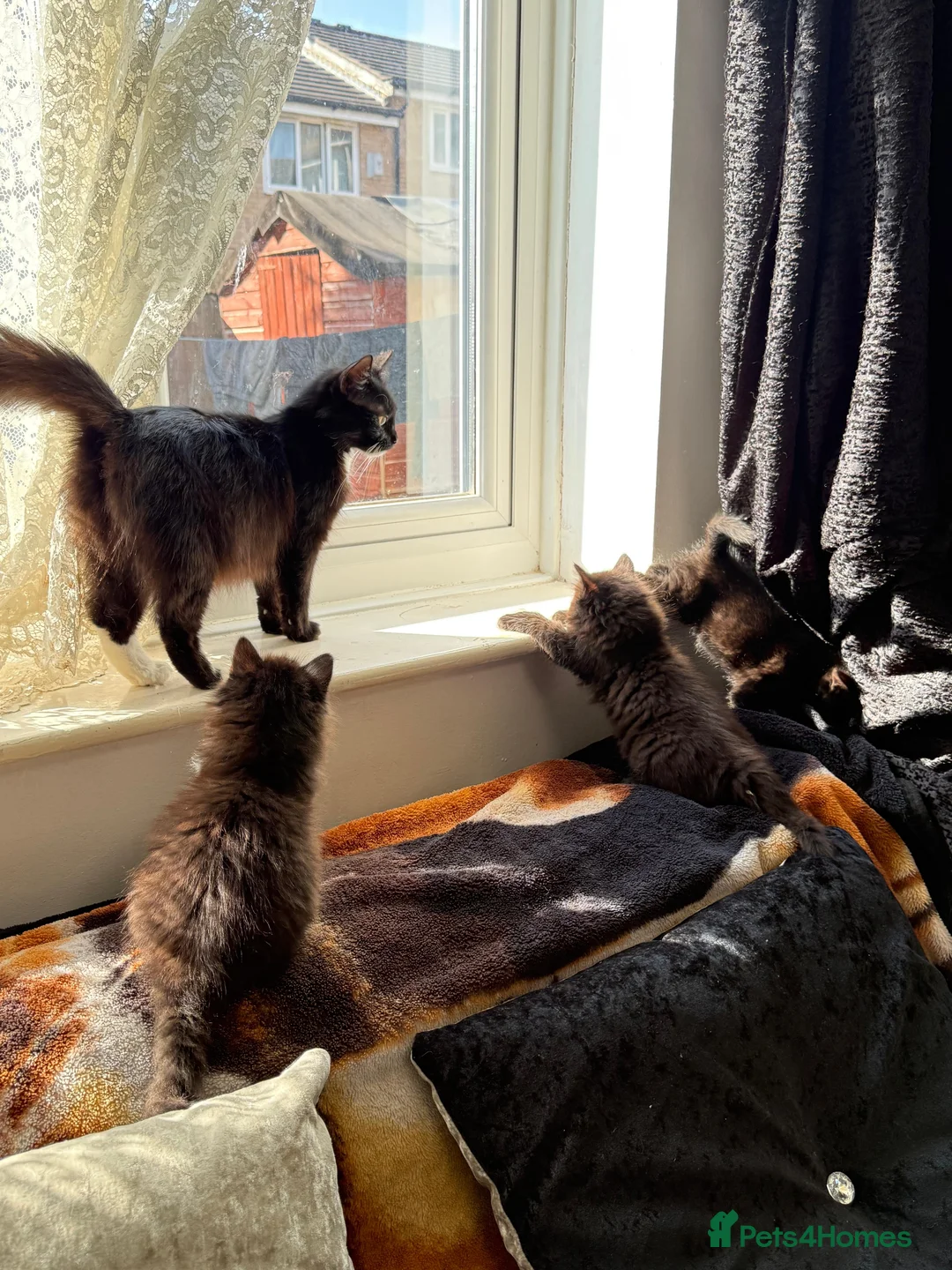 Maine Coon cats for sale: Maine coon x British shorthair  in Manchester - Advert 2