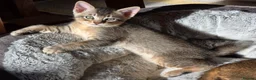 Abyssinian cats for sale: Stunning Kittens – Not to Miss - Advert 5