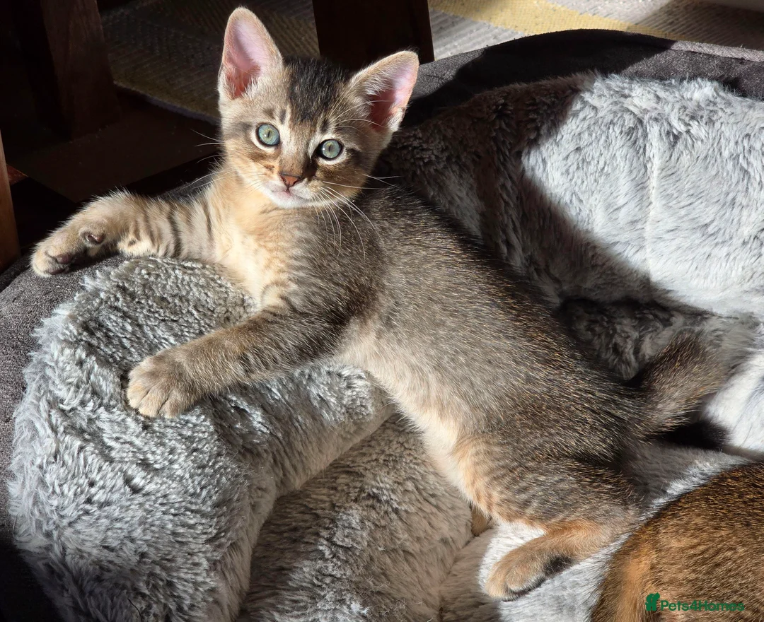 Abyssinian cats for sale: Stunning Kittens – Not to Miss - Advert 5