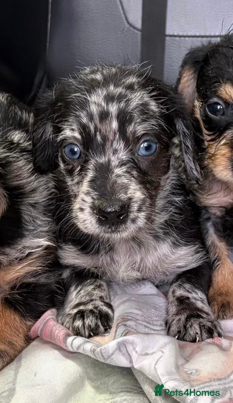 Mixed Breed dogs DOXIEPOO HEALTH TESTED PARENTS  - Advert 2