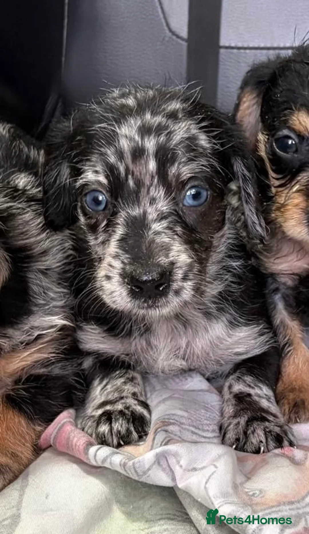 Mixed Breed dogs for sale: DOXIEPOO HEALTH TESTED PARENTS  - Advert 2