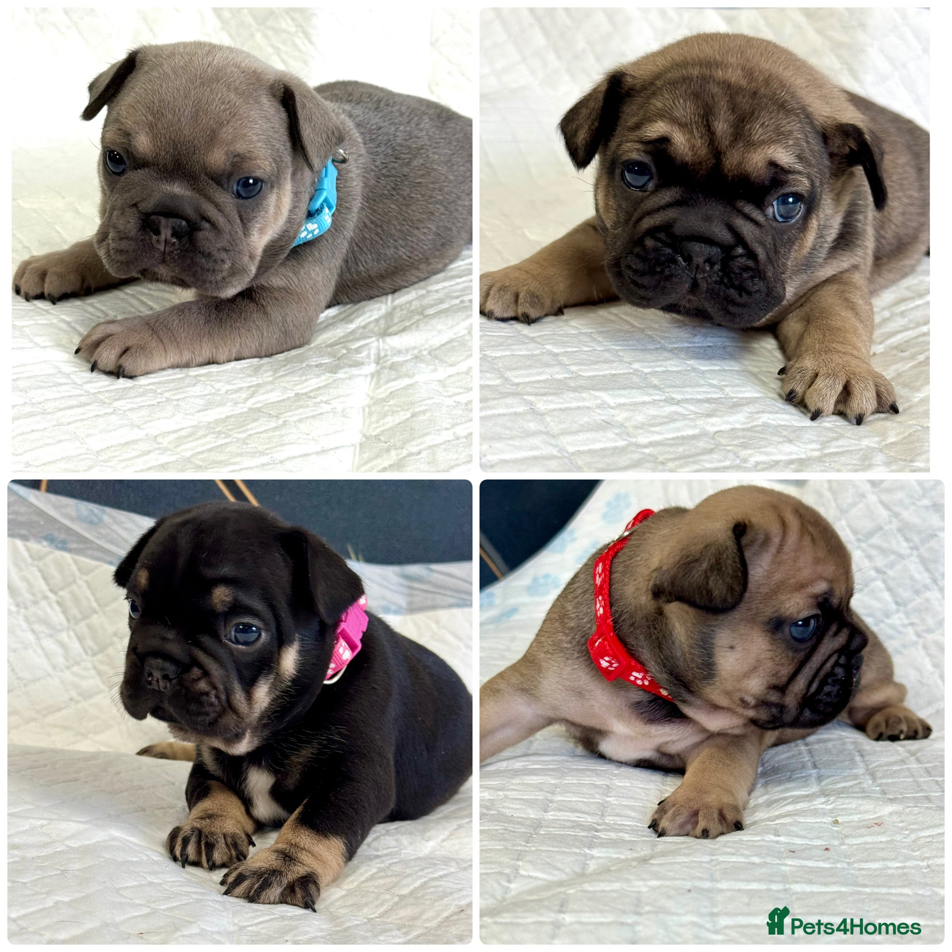 French Bulldog dogs Beautiful French Bulldog litter - Advert 4