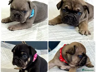 French Bulldog dogs Beautiful French Bulldog litter - Advert 2