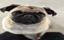 Puggle dogs for sale: Maya pug  - Image 9