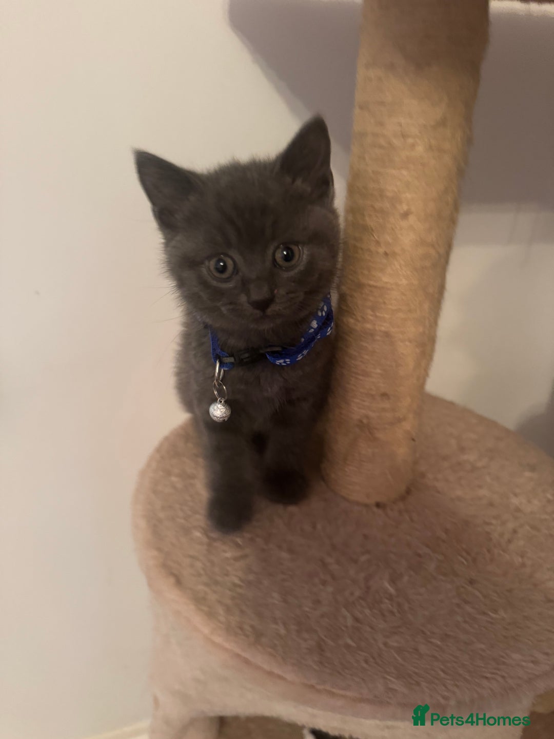 British Shorthair cats for sale: lovable - Advert 2