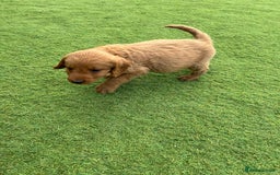 Labradoodle dogs for sale: Labradoodle  - Image 11