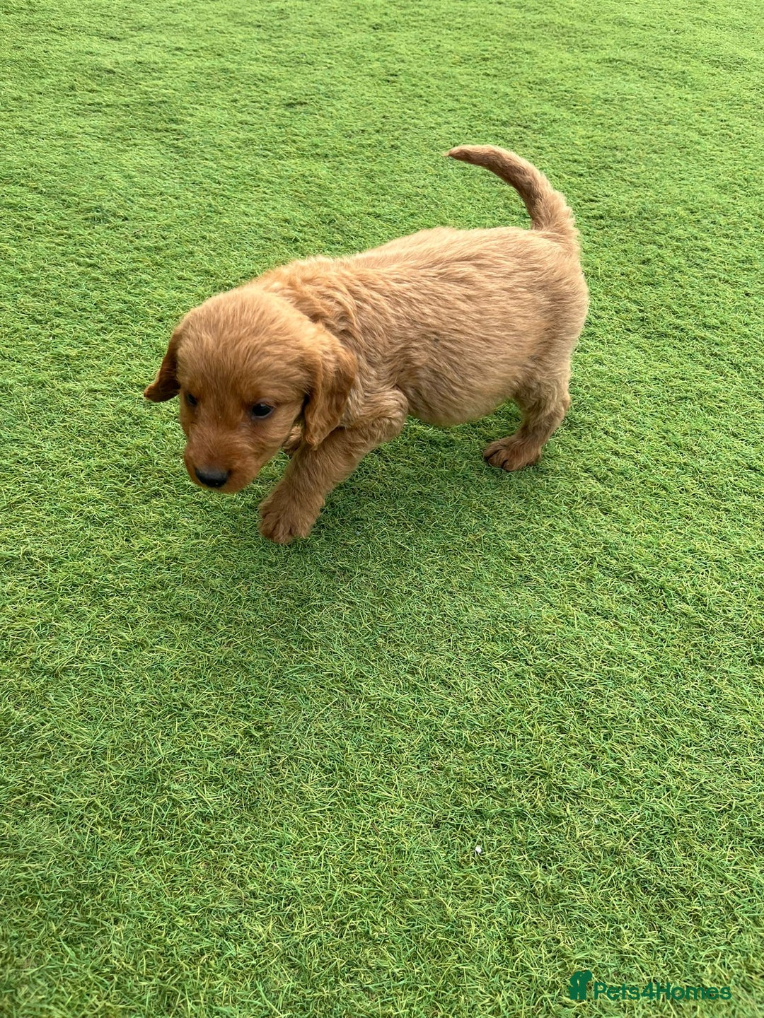 Labradoodle dogs for sale: Labradoodle  - Image 11