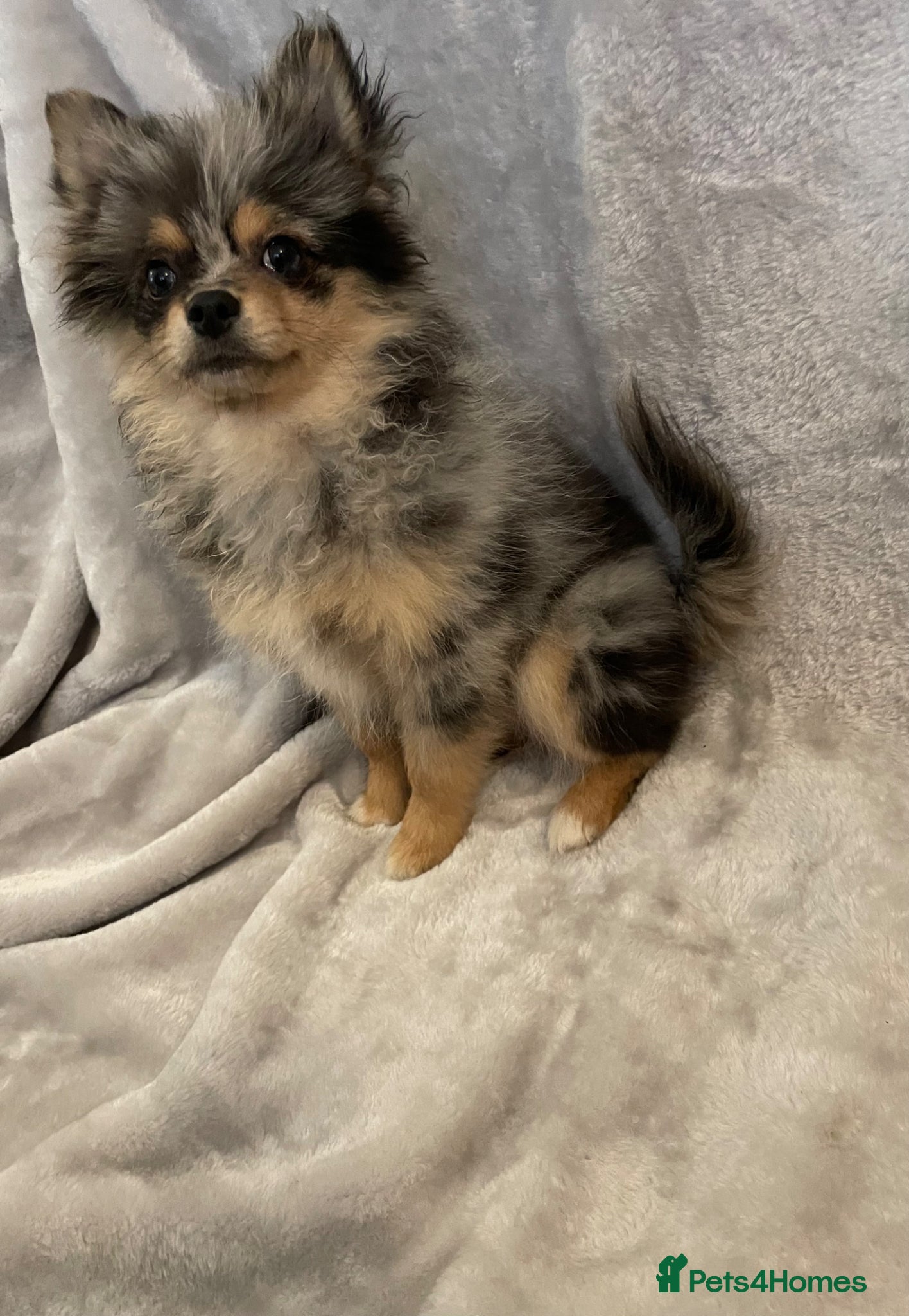 Pomchi dogs for sale: Blue/Tan Merle Girl - Advert 5