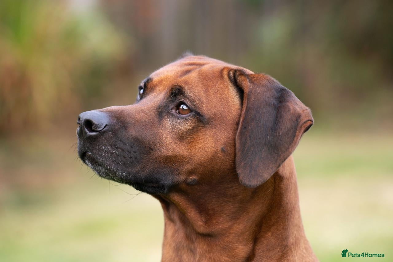 Rhodesian Ridgeback dogs Rhodesian Ridgeback Puppies European Pedigree - Advert 2