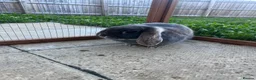 Mini Lop rabbits for sale: Female mini lops with hutch and run  in York - Advert 6
