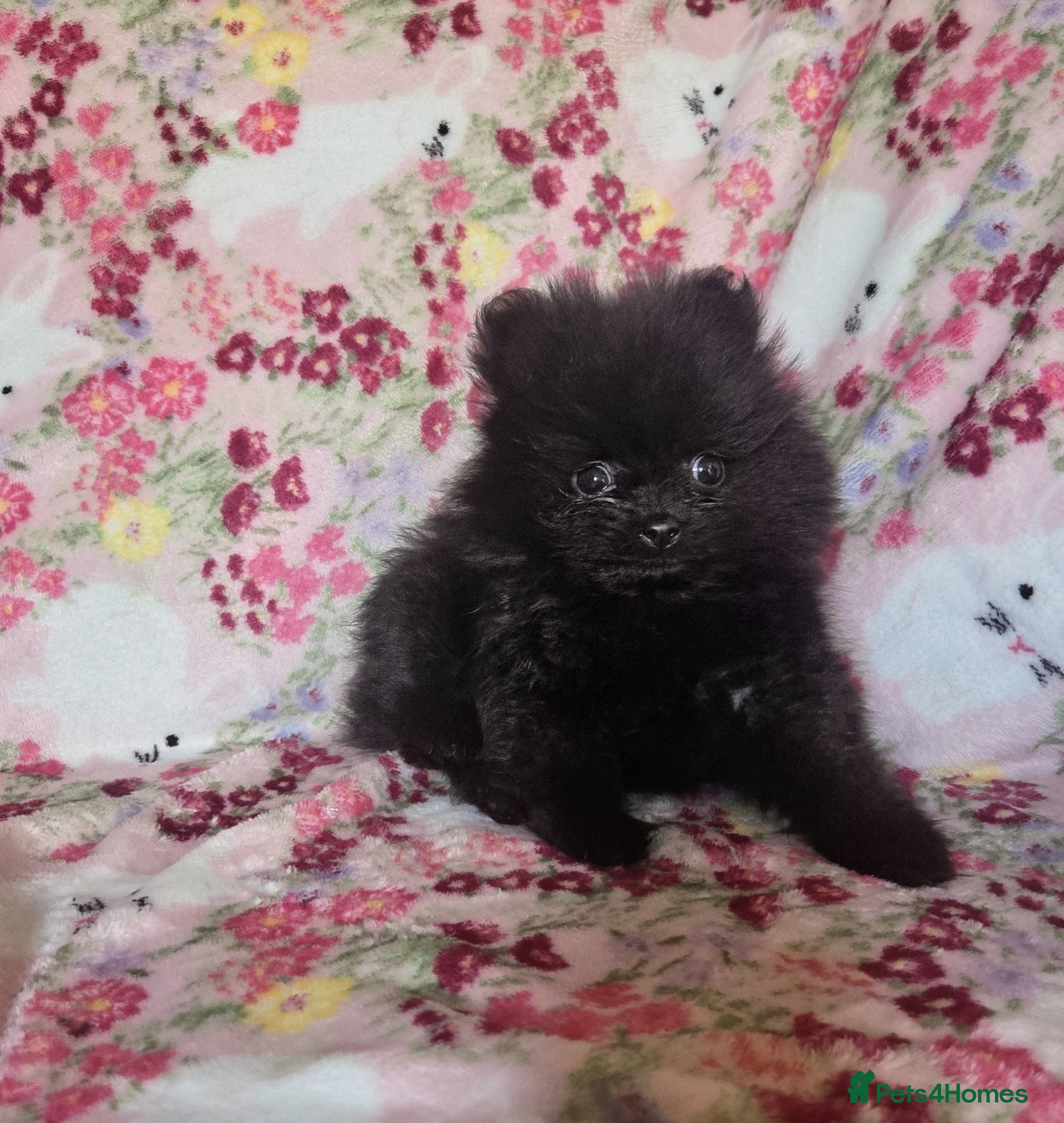 Pomeranian dogs Only one Beautiful little girl left  - Advert 4