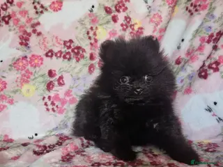 Pomeranian dogs Only one Beautiful little girl left - Advert 4