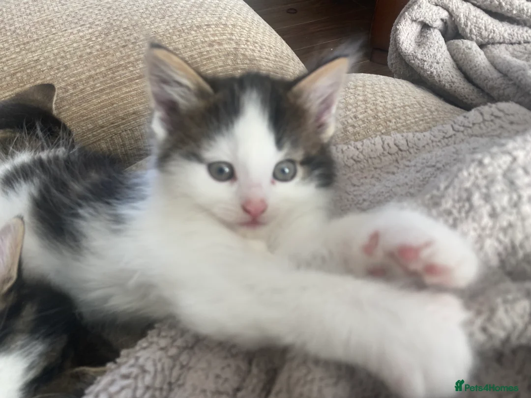 Mixed Breed cats for sale: 2 girls 1 boy beautiful kittens - Advert 1