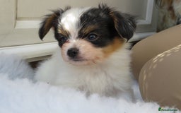 Papillon dogs for sale: 3 lovely Papillon boys  - Image 5