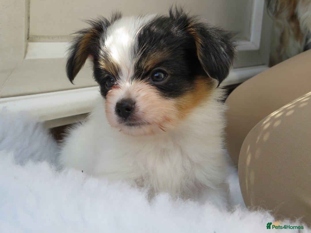 Papillon dogs for sale: 3 lovely Papillon boys  - Image 5