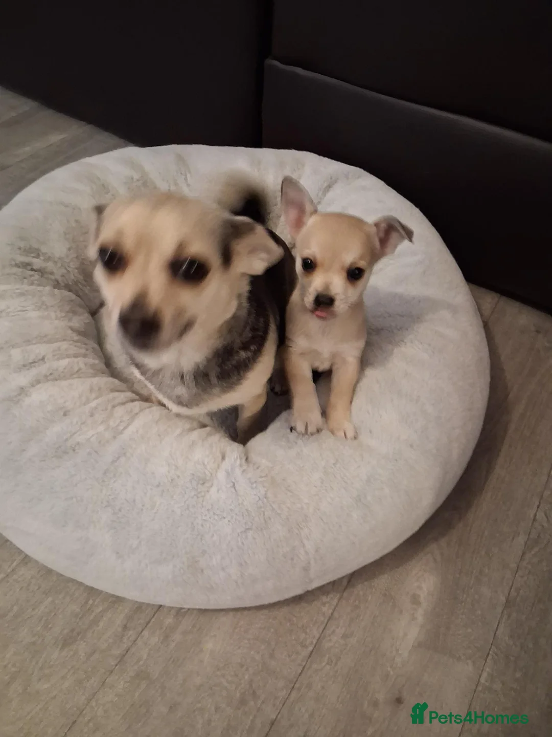 Chihuahua dogs for sale: Cream chihuahua girl  - Advert 8