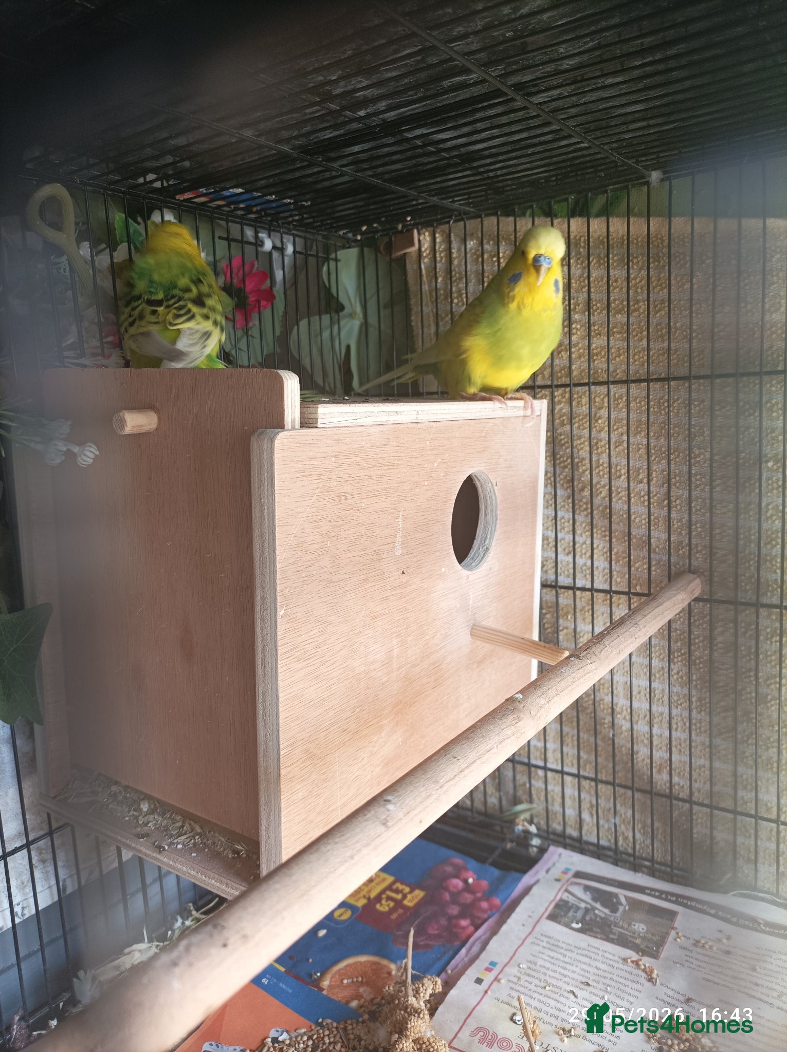 Budgerigars birds Breeding Budgie Pair yellows lime green - Advert 11