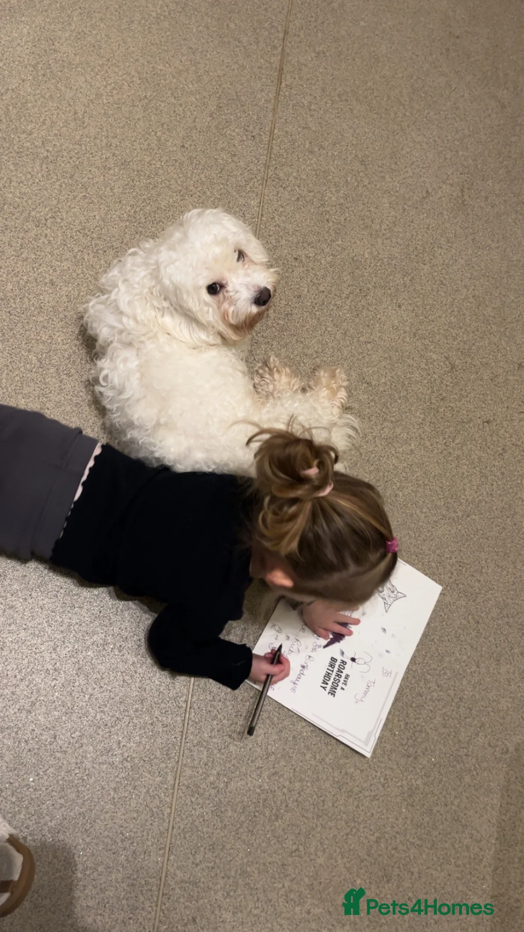 Mixed Breed dogs for sale: Male cockapoo/bichon frise for rehoming  in Exmouth - Advert 2