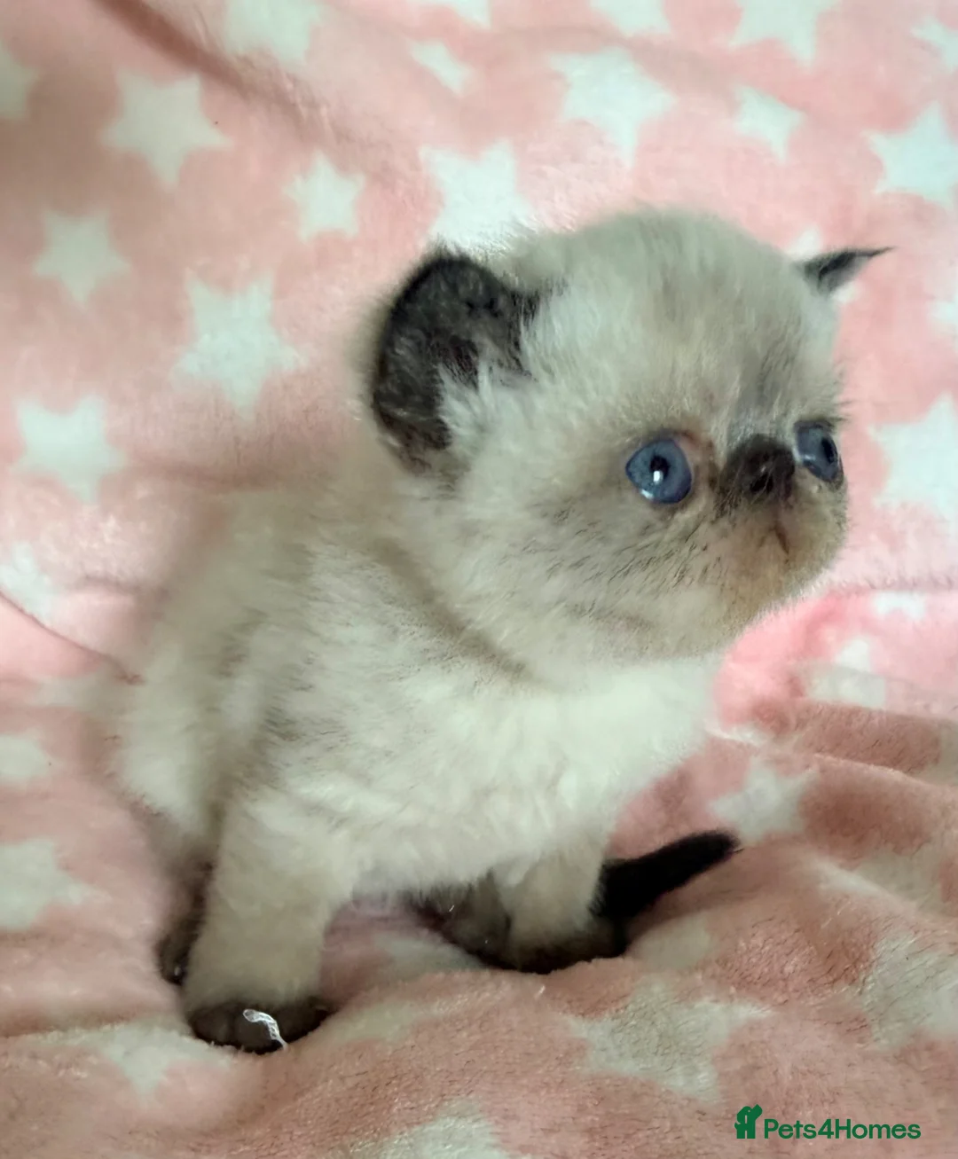 Exotic cats for sale: Colourpoint Exotic Shorthair Kittens  - Advert 2