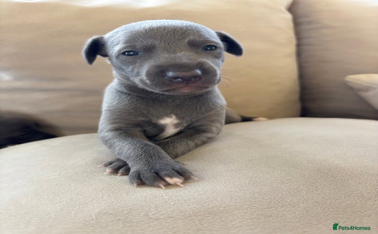 Whippet dogs Blue KC registered whippets  - Advert 2