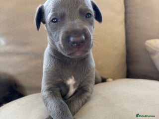 Whippet dogs Blue KC registered whippets - Advert 1