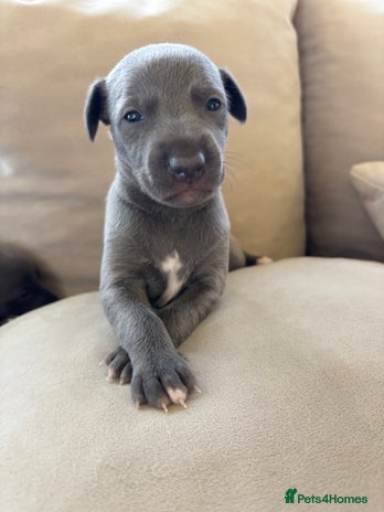 Whippet dogs Blue KC registered whippets - Advert 1