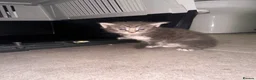 Maine Coon cats for sale: 🐾 Beautiful Maine Coon Kittens  - Advert 13