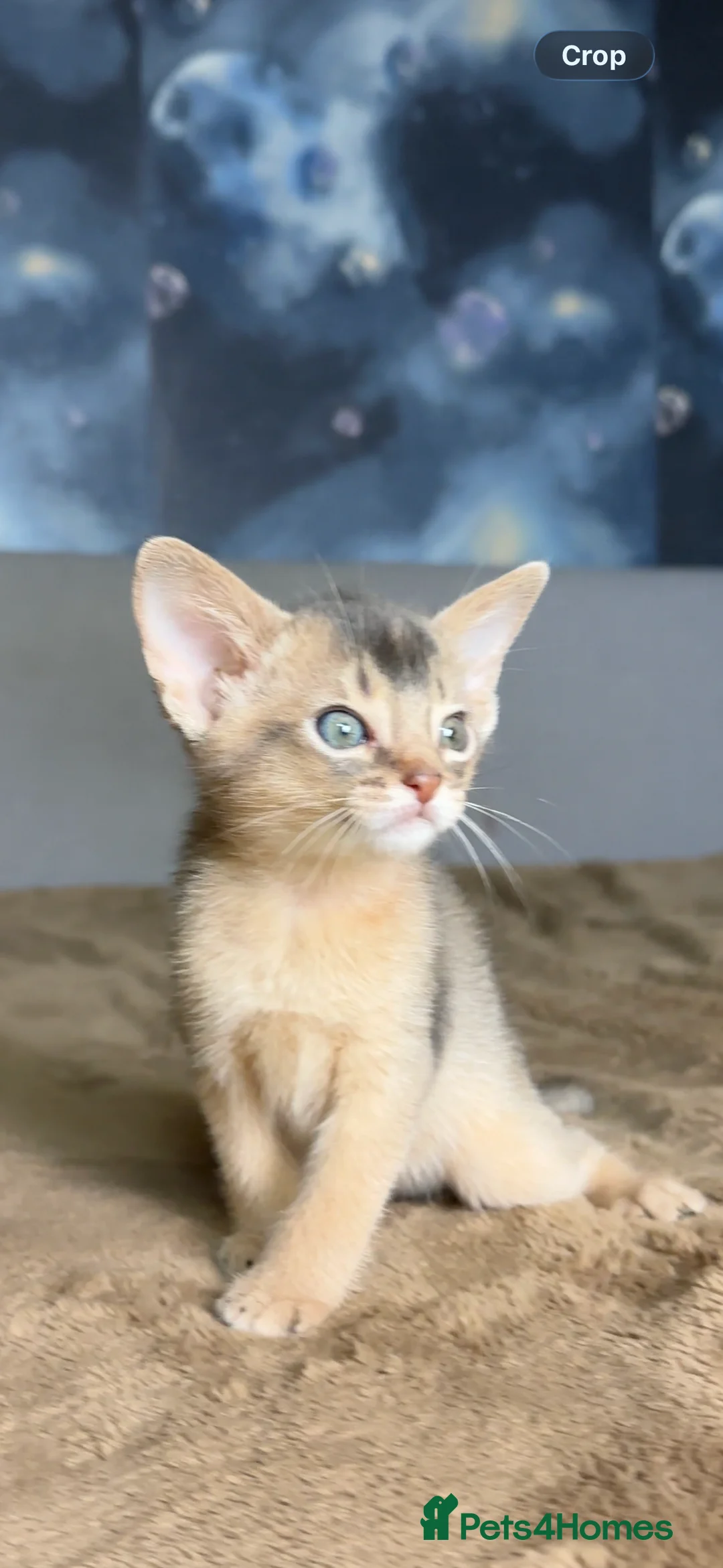 Abyssinian cats for sale: 💙 One Blue Male Abyssinian Kittens left 💙 - Advert 27