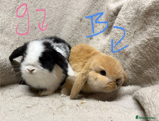 Mini Lop rabbits 2 beautiful baby mini lops - Advert 12