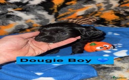 Mixed Breed dogs for sale: 4 Gorgeous Cocker Spaniel Cross Border Collies - Image 9