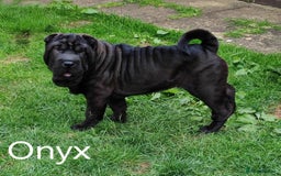 Shar Pei dogs for sale: Sujarah Shar Pei Puppies Available  - Image 8