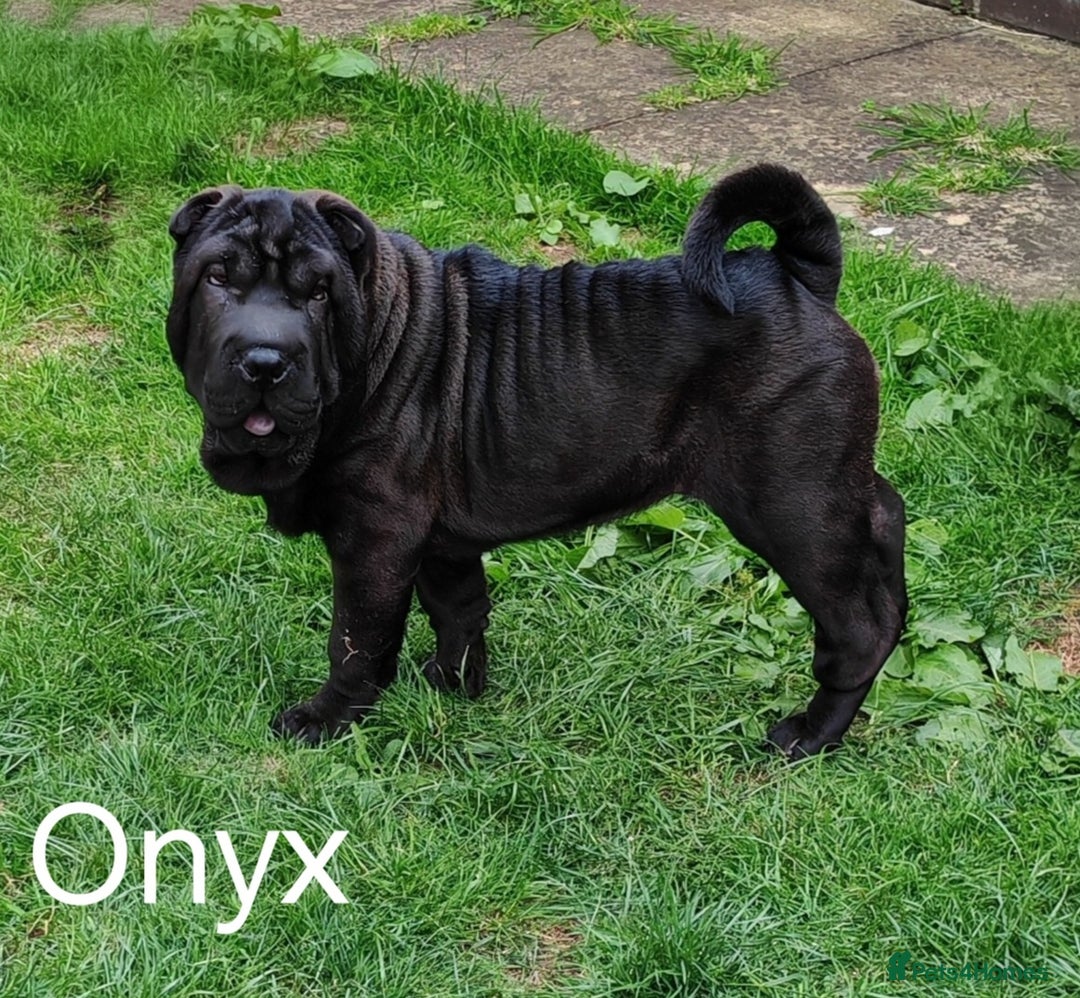 Shar Pei dogs for sale: Sujarah Shar Pei Puppies Available  - Image 8
