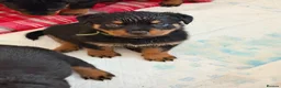 Rottweiler dogs for sale: A litter of 6 healthy Rottweiler puppies  - Advert 4