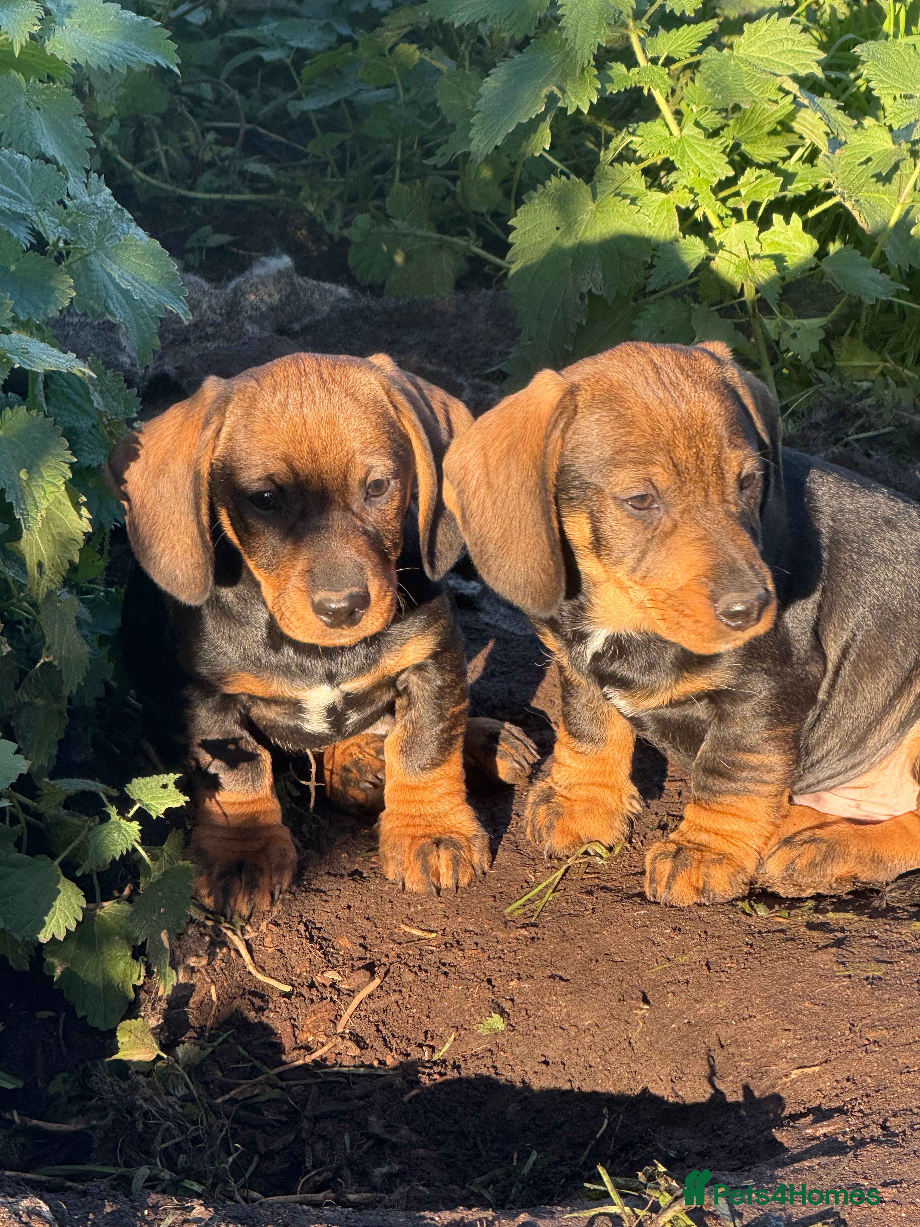 Dachshund dogs  2 Adorable Wire haired Dachshund male puppie - Advert 18