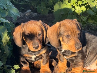 Dachshund dogs 2 Adorable Wire haired Dachshund male puppie - Advert 1