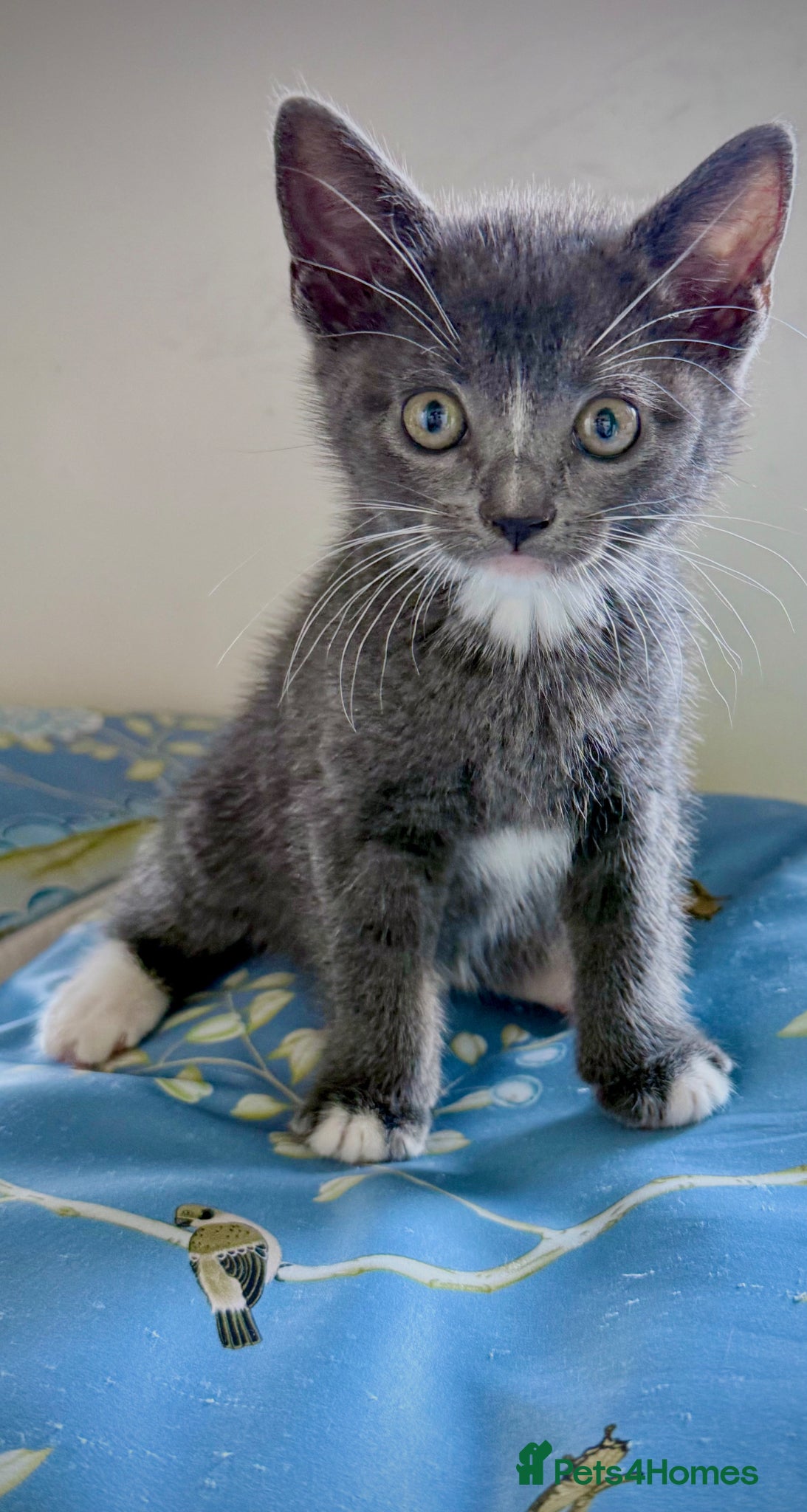 Mixed Breed cats Bombay cross Turkish Van kittens ready soon! - Advert 13